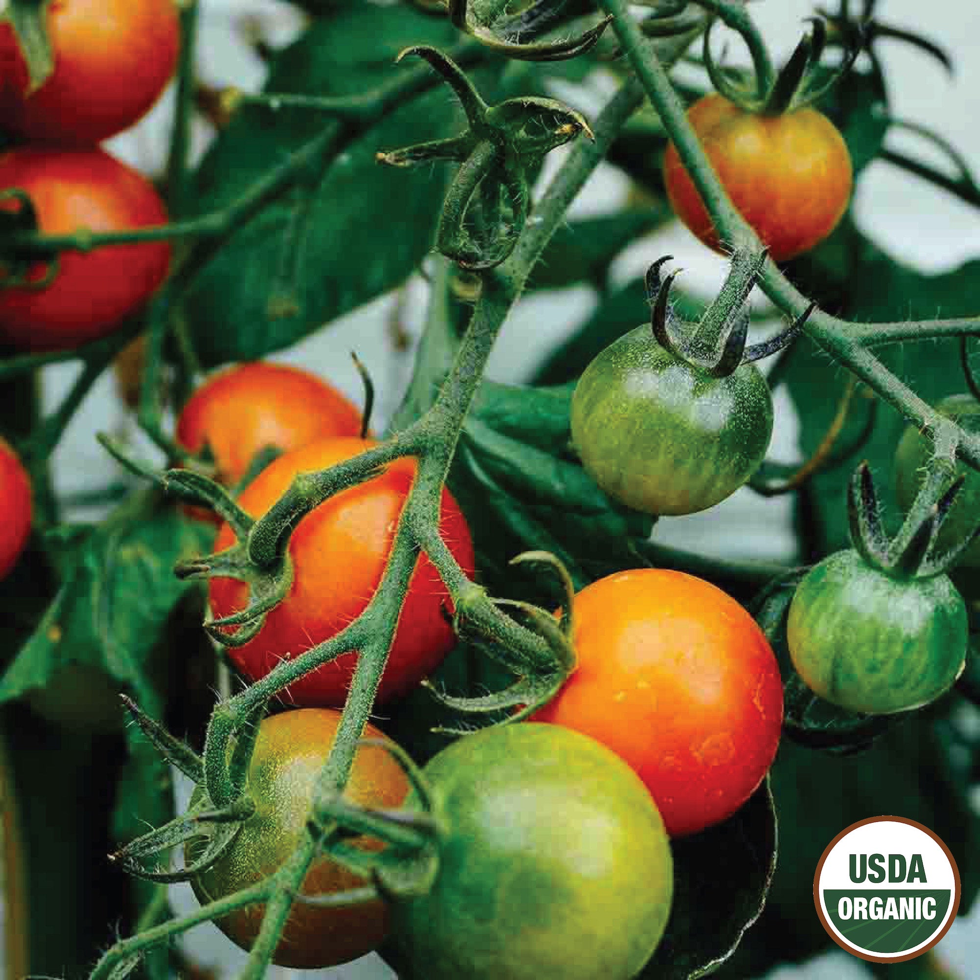 A cluster of large red cherry tomatoes on the vine with green and fully red tomatoes visible, and a USDA Organic label displayed.